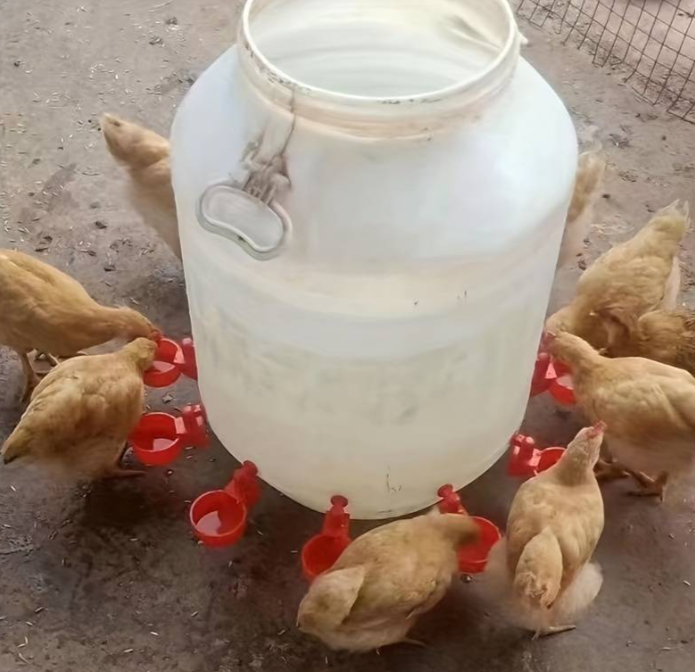 Poultry / Chicken Dipping Drinker Cups