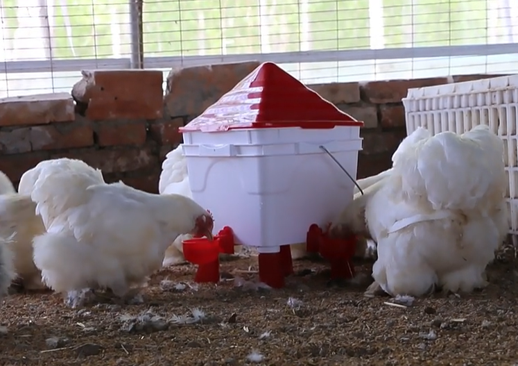 Poultry House type 8.5 Litre Drinker / 6kg Feeder