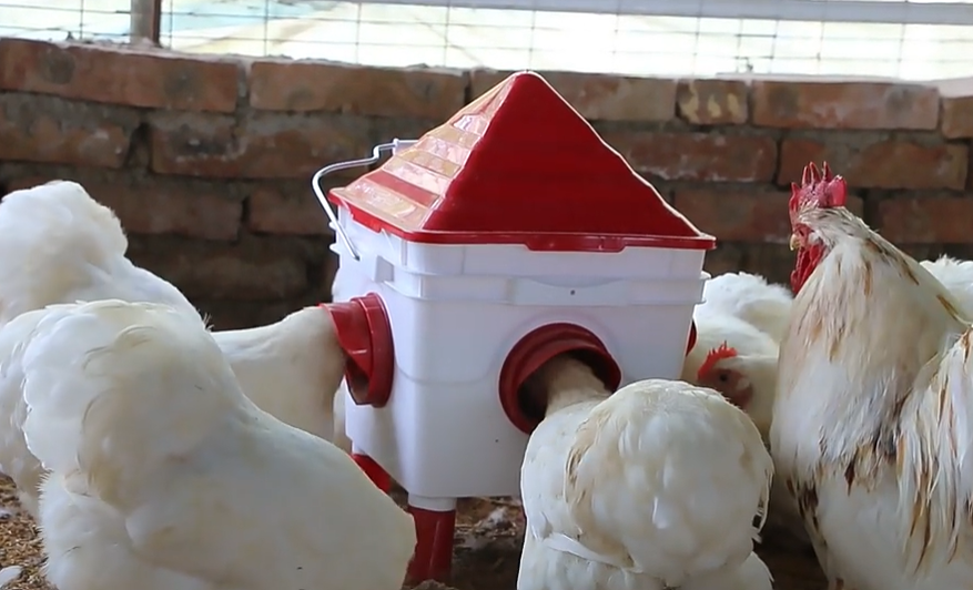 Poultry House type 8.5 Litre Drinker / 6kg Feeder