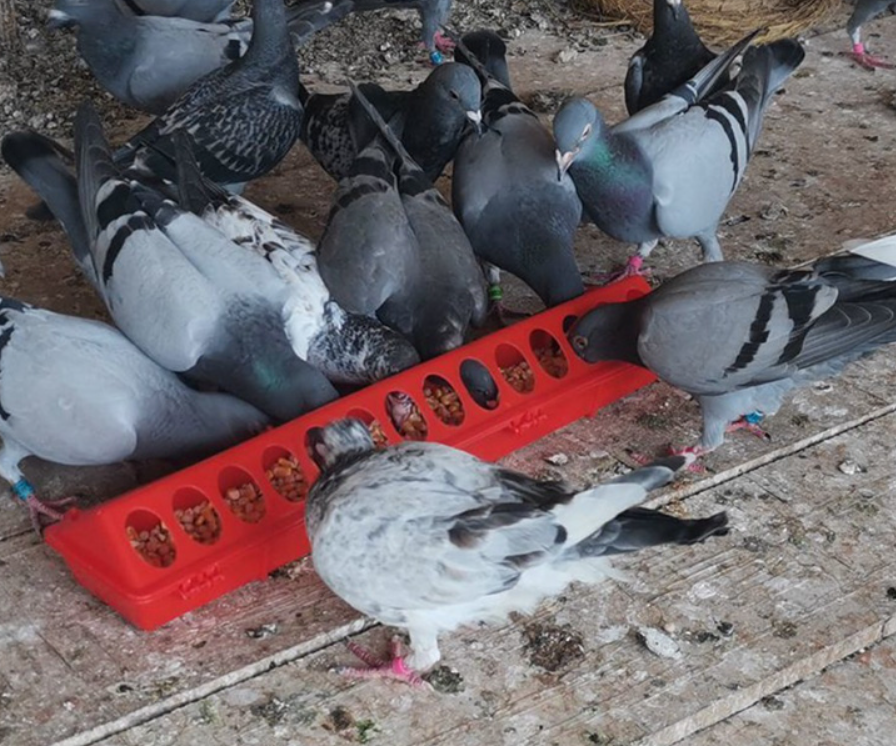 30cm Poultry/Bird Trough Feeder